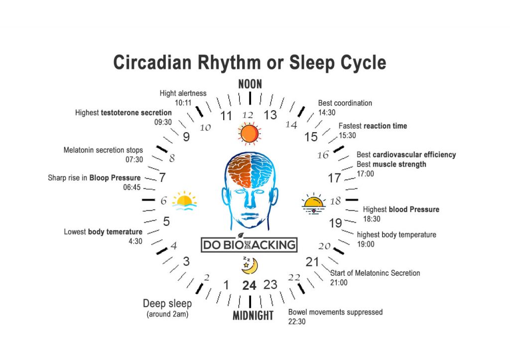 How to Biohack Sleep Cycle, Learn impact on immunity, Weight and Mind ...