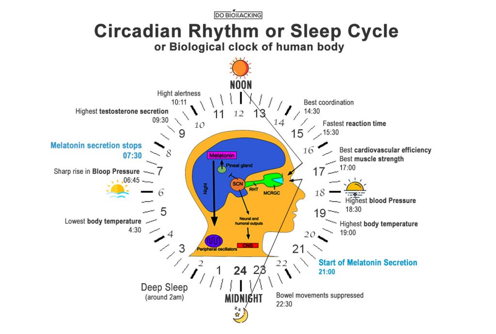 How to Biohack Sleep Cycle, Learn impact on immunity, Weight and Mind