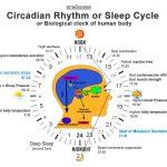 How to Biohack Sleep Cycle, Learn impact on immunity, Weight and Mind
